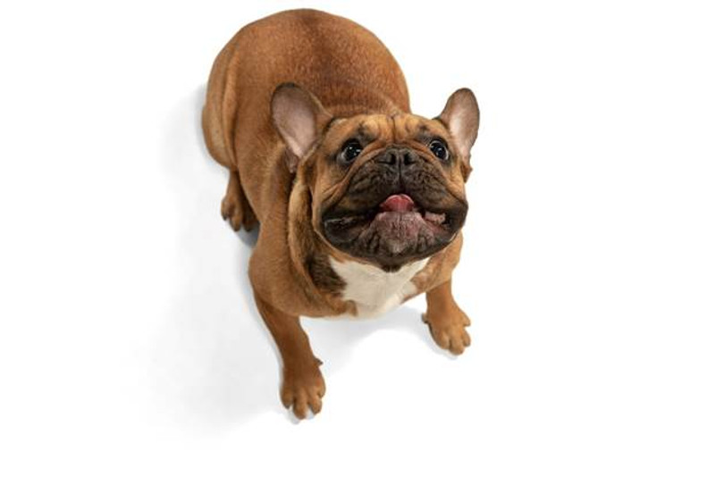Common Questions about Caring for a Bulldog Eye Envy Inc.