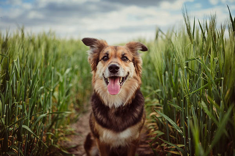 9 Natural Ingredients to Provide Itch Relief for your Pets