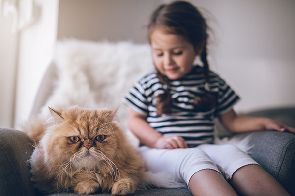 A Persian Cat with Tear Stains. Learn how to remove tear stains from Persian Cats safely
