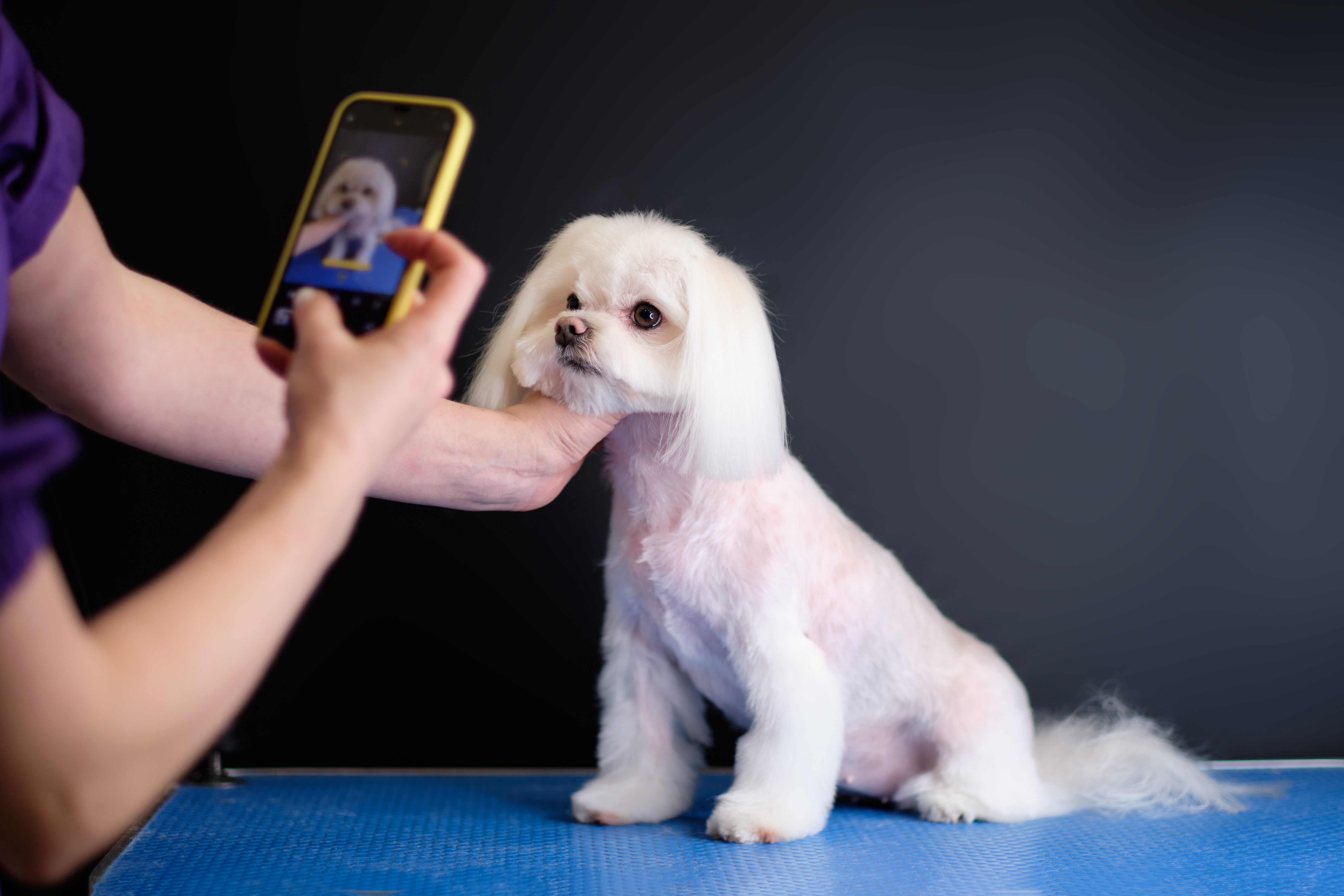 Influencer photographing their Maltese show dog