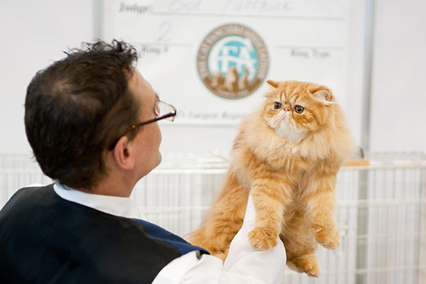Cat fancier and show breeder