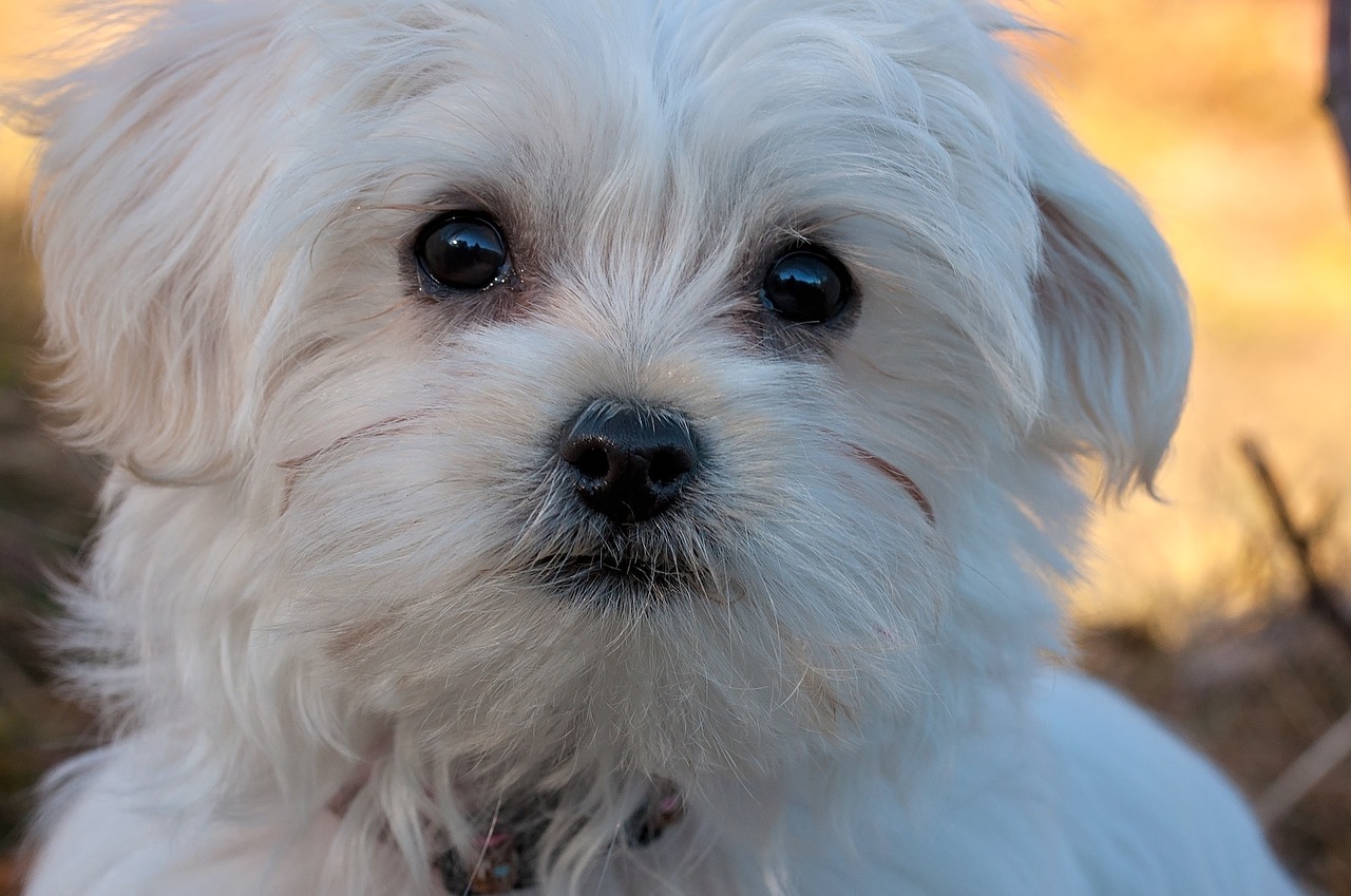 why is my westies mouth brown