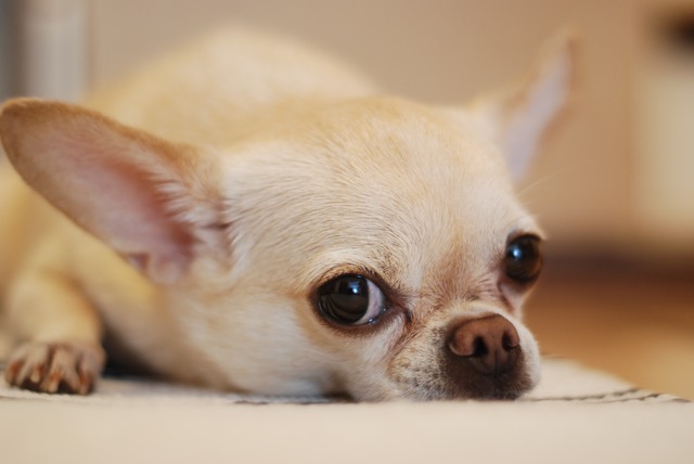 natural remedies for tear stains in dogs