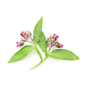 Comfrey Extract