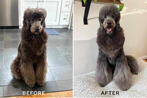 Before and after using Eye Envy Knot Interested Detangling Spray on a Poodle