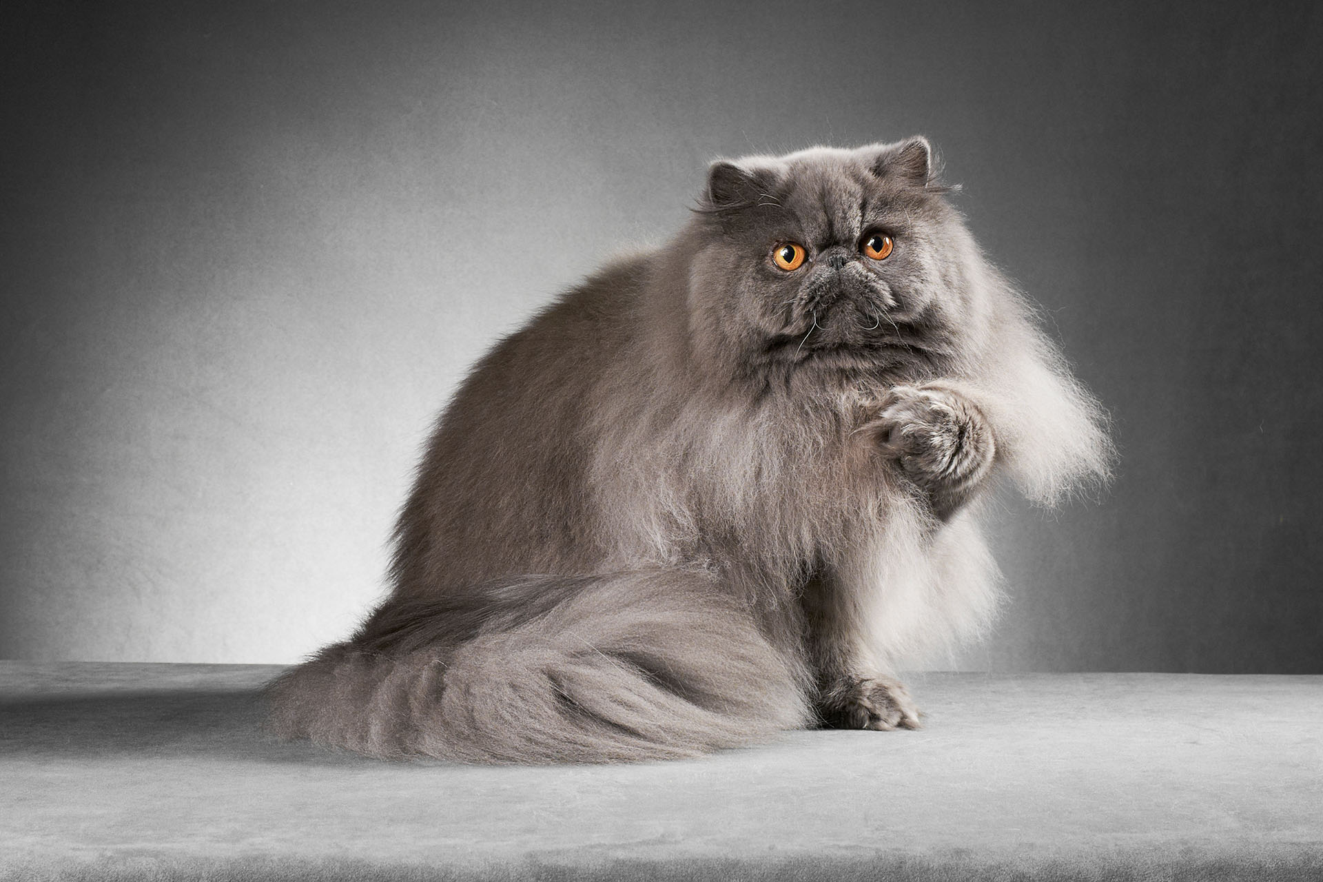 grey persian kittens