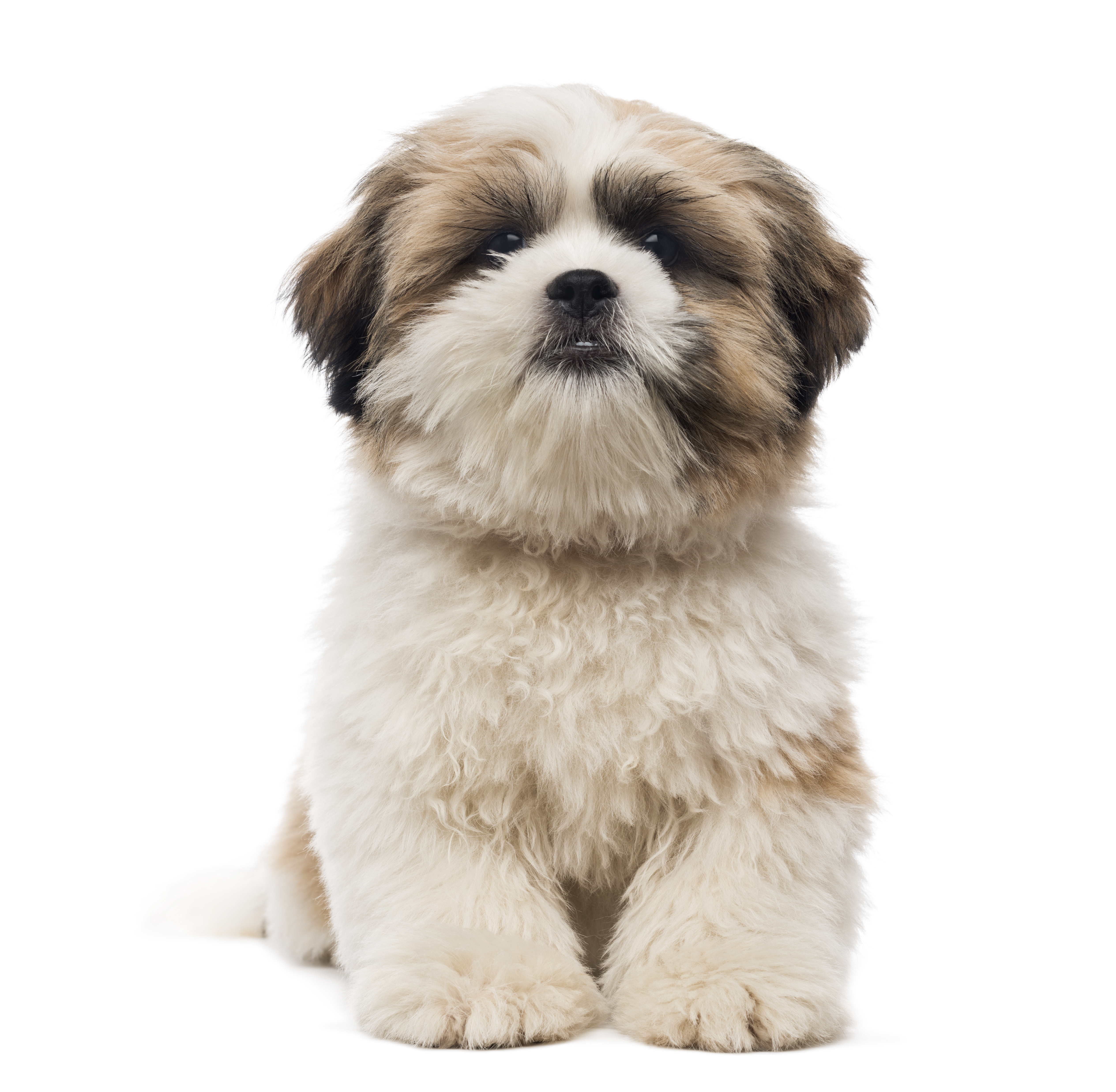 Shih Tzu grooming, bathing and care