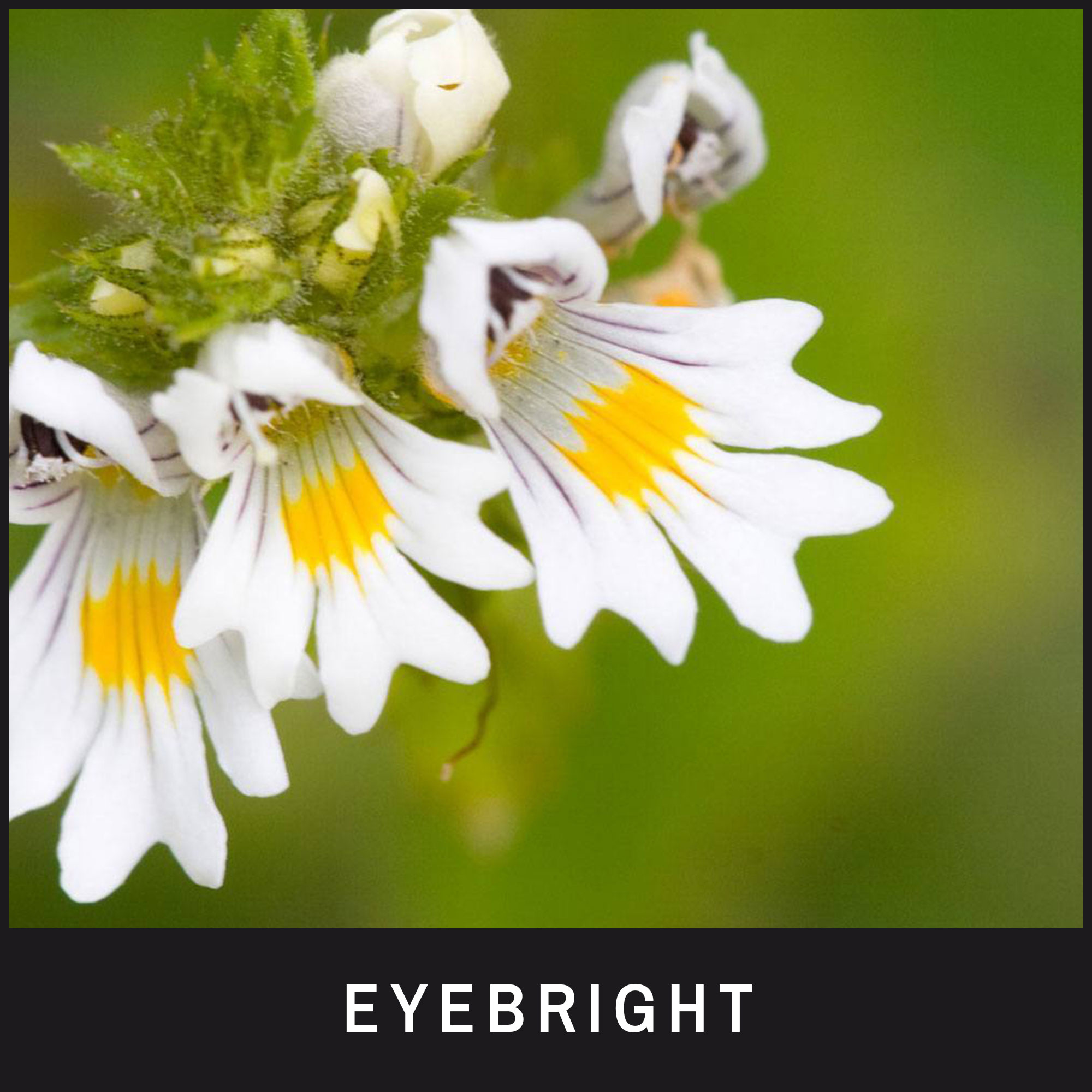 Eyebright treats infected, inflamed and irritated eyes Eyebright treats infected, inflamed and irritated eyes