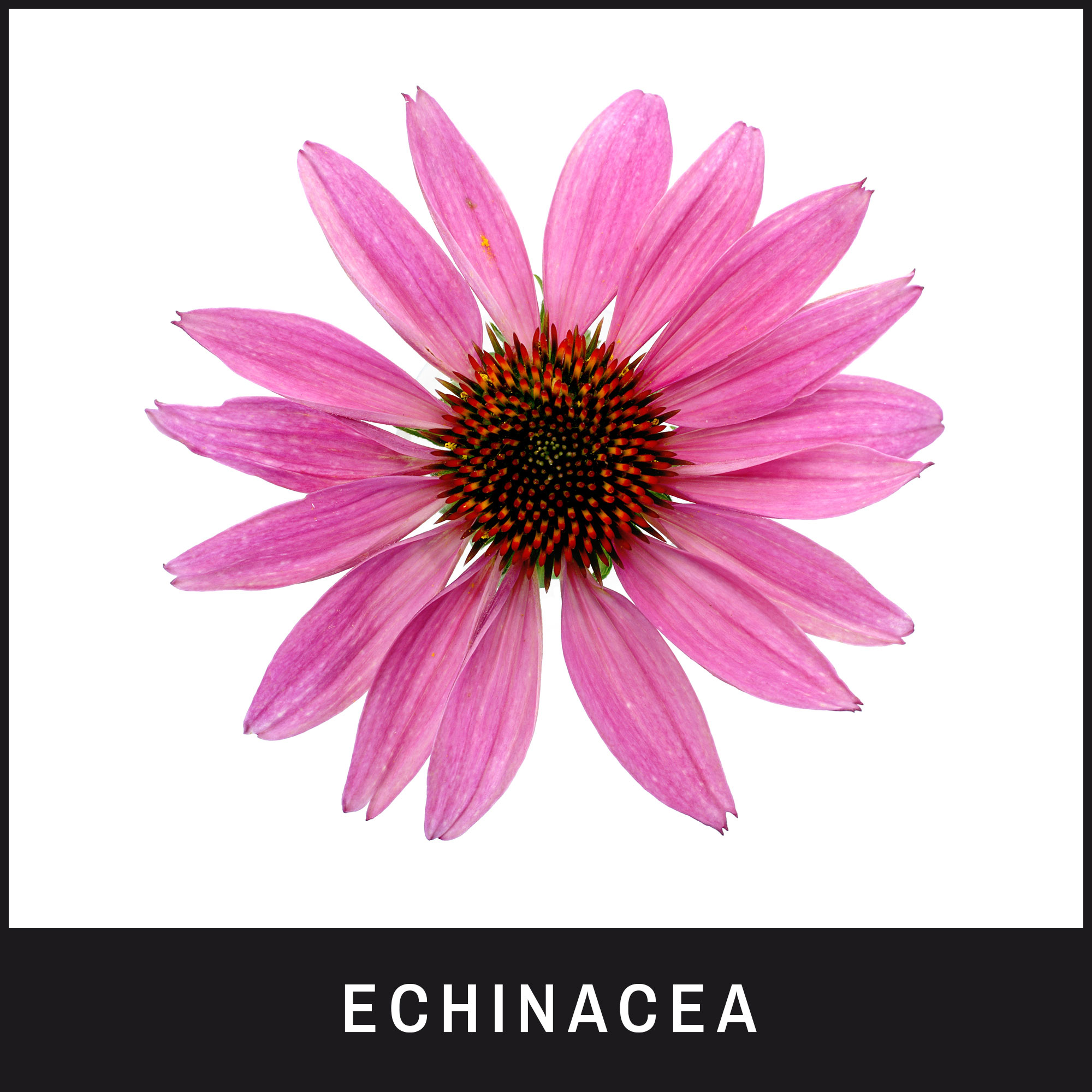 紫錐菊有助於清除細菌感染