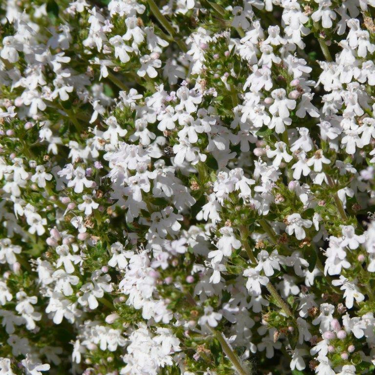 Thymus 'Fragrantissimus' Thyme Orange Scented Buy Herb Plants