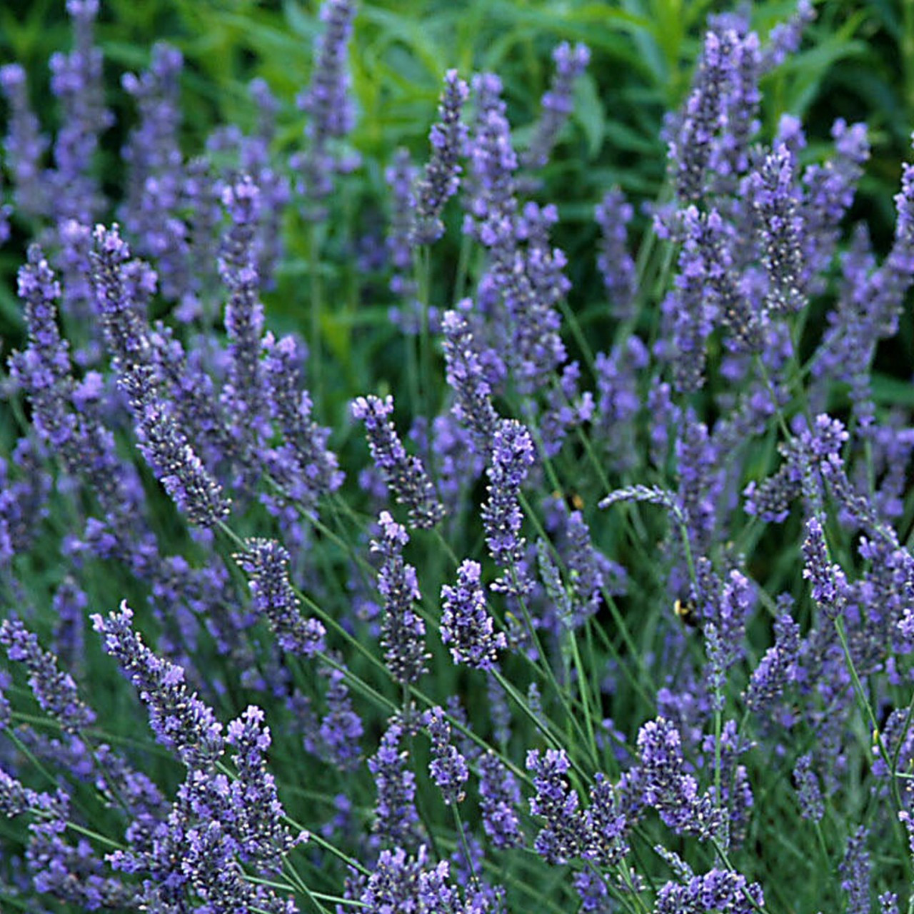 Lavandula x intermedia 'Grosso' Lavender Buy Herb Plants