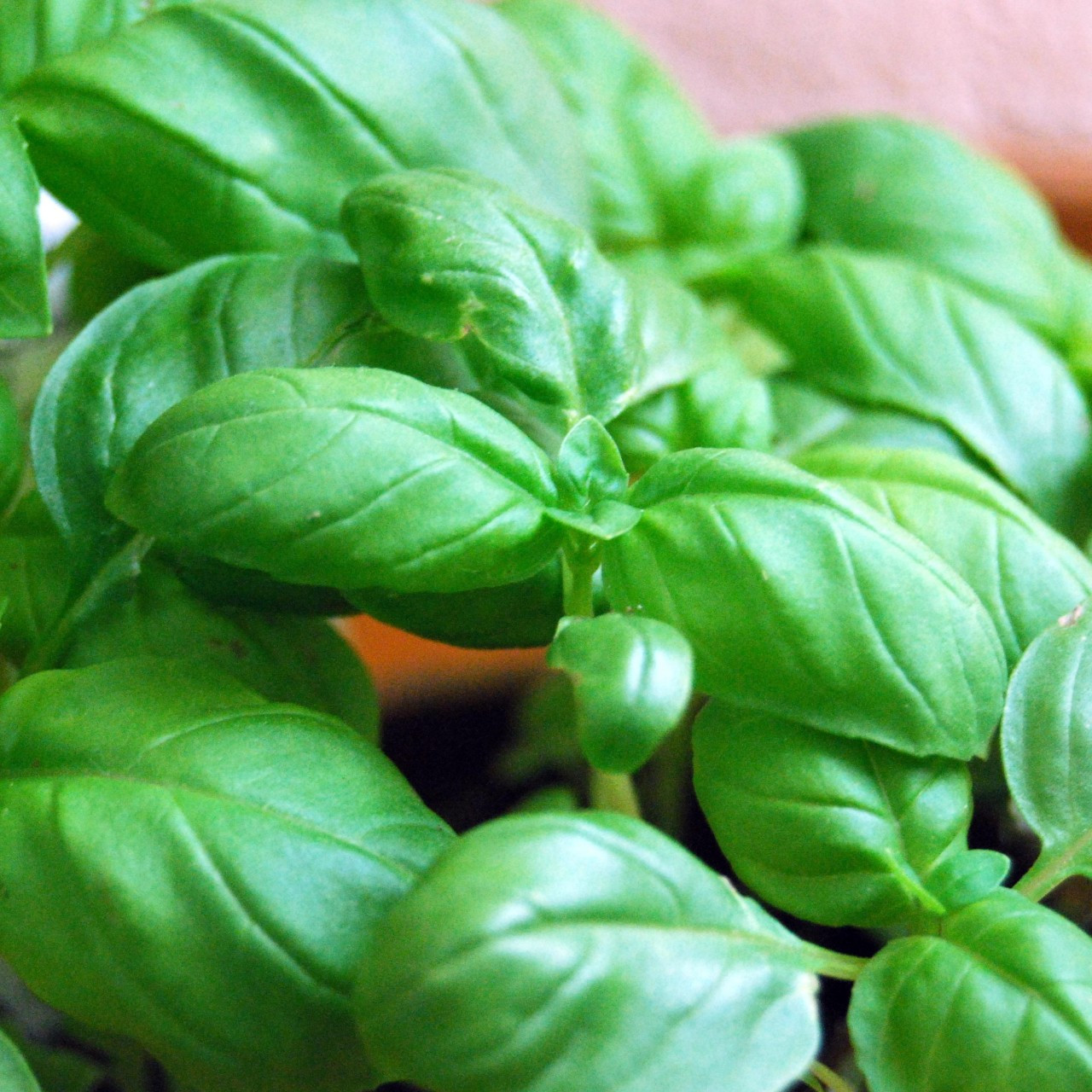 Ocimum basilicum Sweet Basil Herb SEEDS