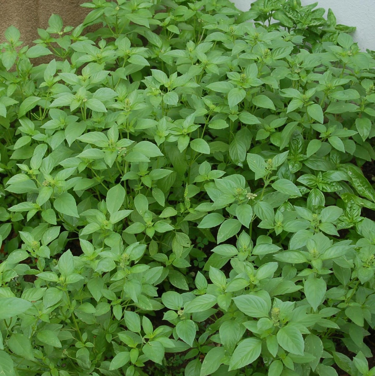 Ocimum x africanum Lemon Basil Herb SEEDS