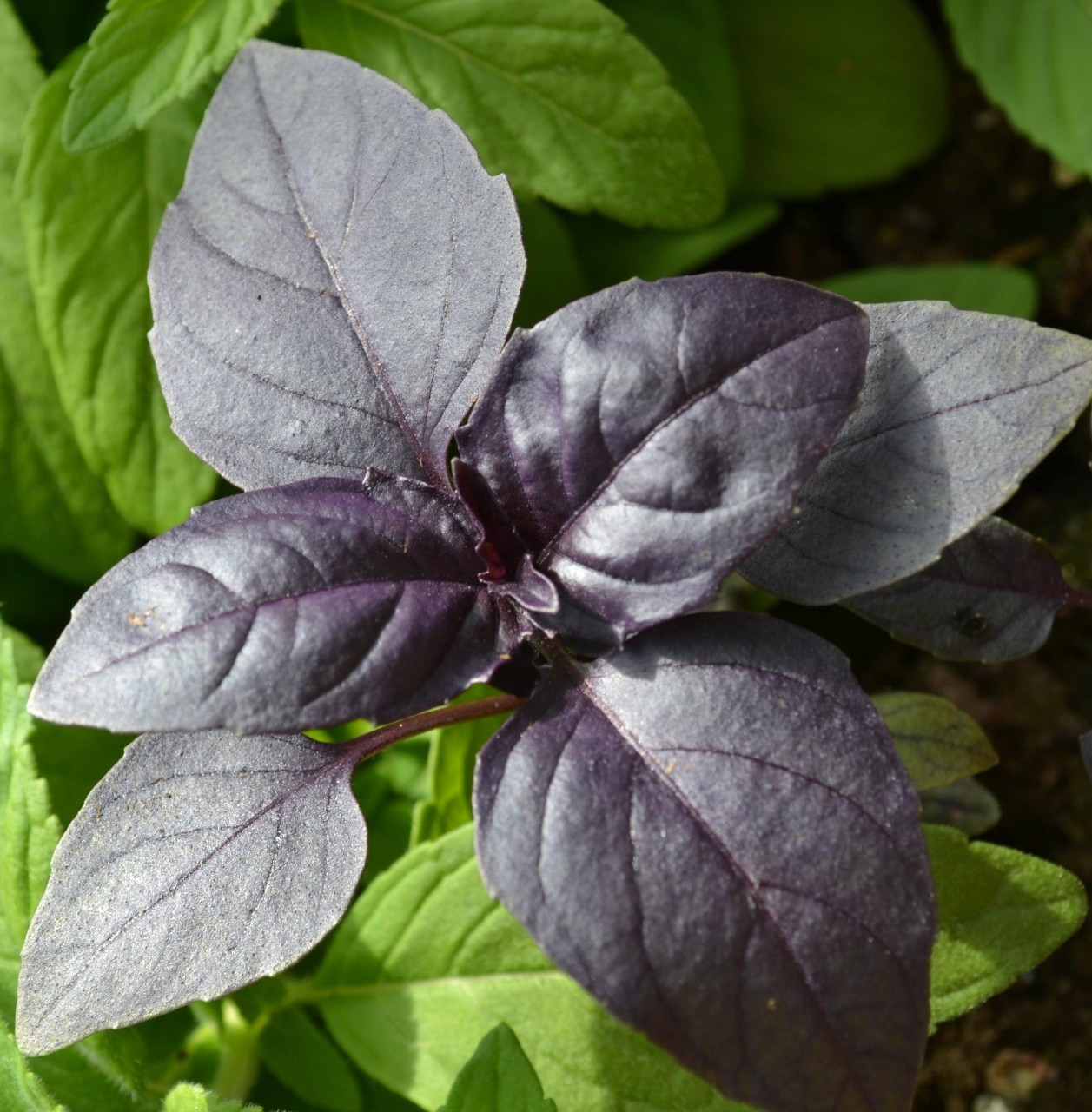 Ocimum basilicum purpurescens Purple Basil Herb SEEDS