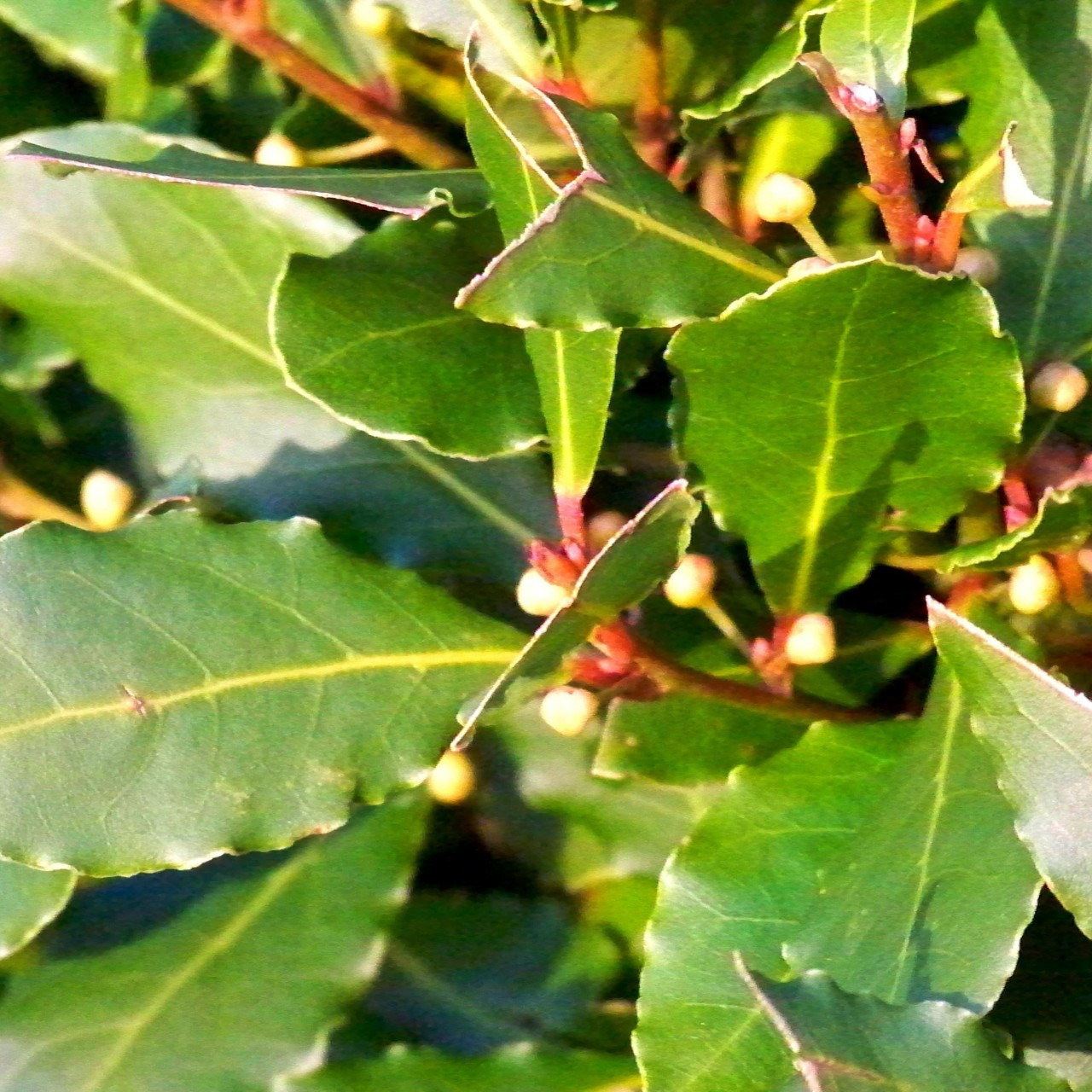 Laurus nobilis 'Bay Tree' Buy Herb Plants