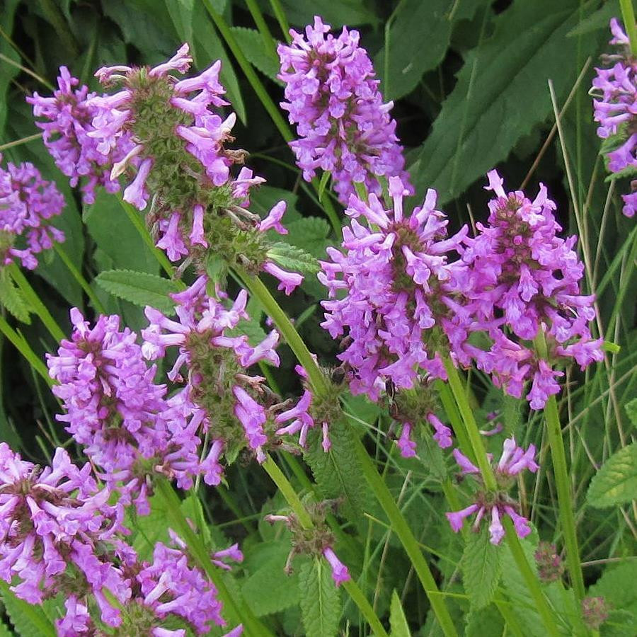 Stachys Officinalis 'Betony' Buy Herb Plants