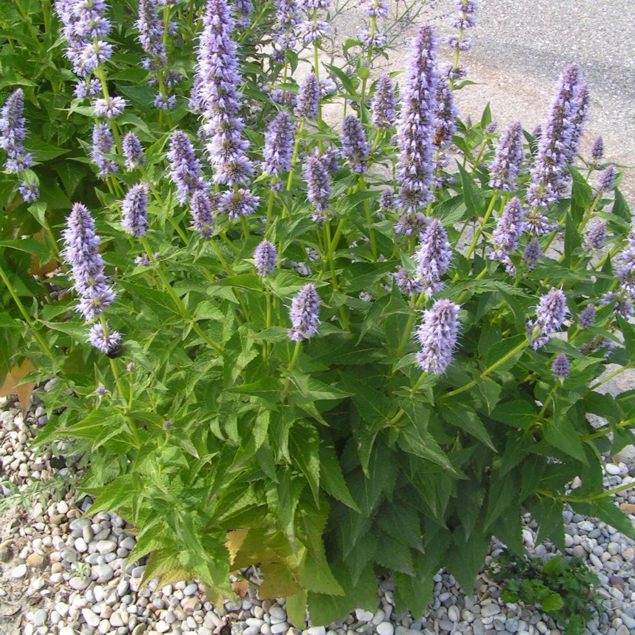 mint with purple flowers