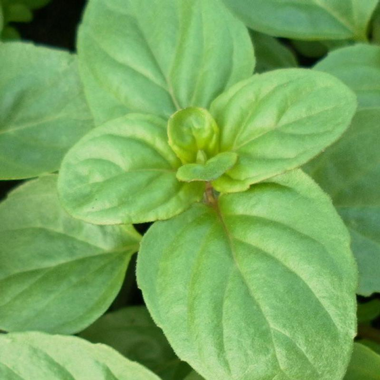 Mentha x piperita f. citrata Basil Basil Mint Herb Plant