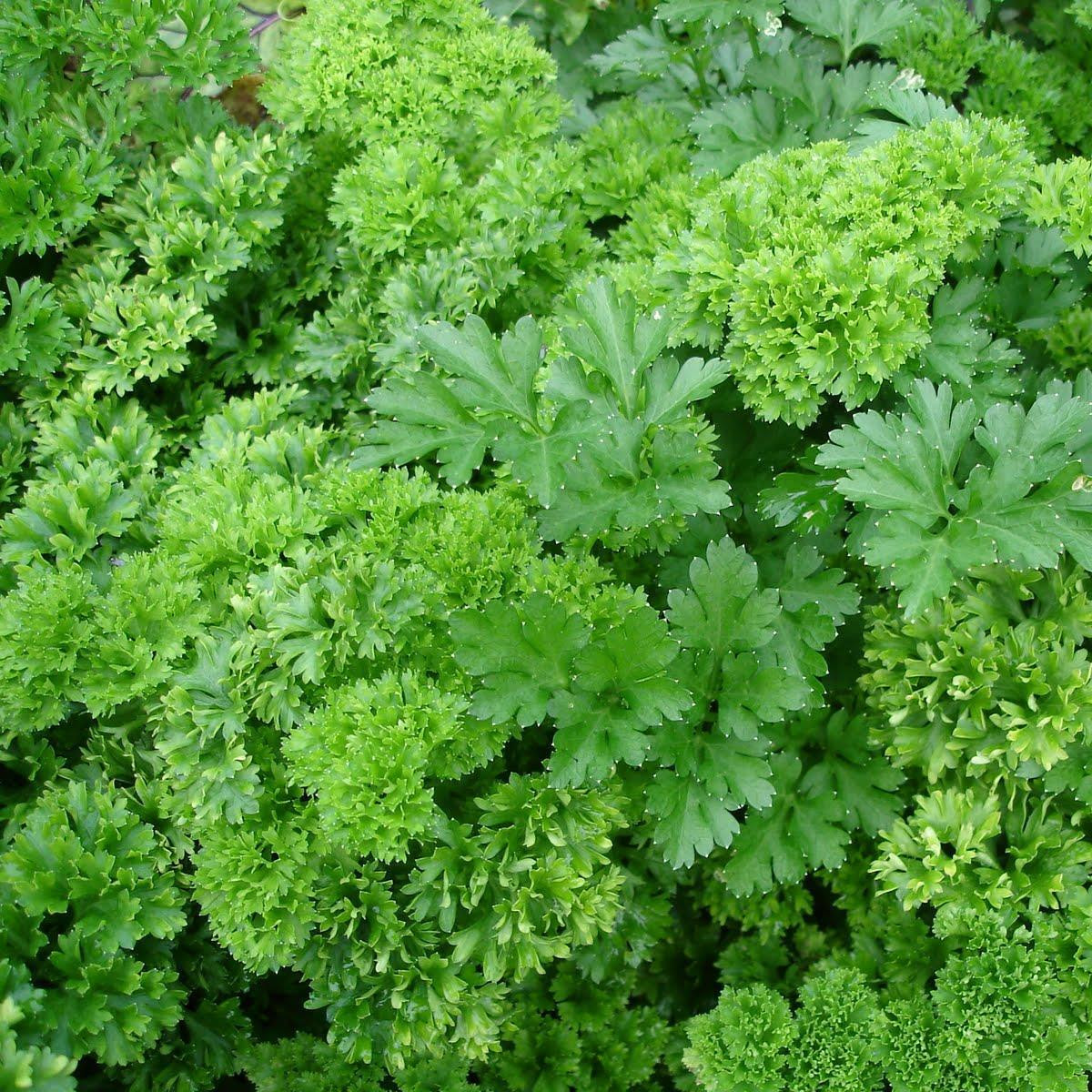 Buy Potted Curled Parsley Petroselinum crispum Buy Herb Plants Online