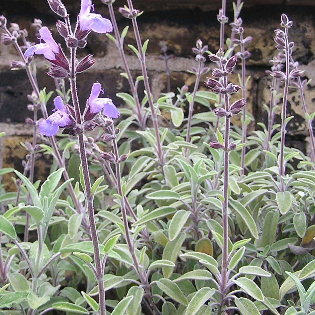 Sage | Salvia officinalis | Buy Herb Plants