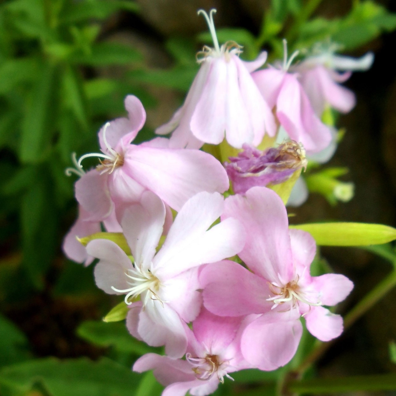 Saponaria officinalis �Soapwort� Buy Herb Plants