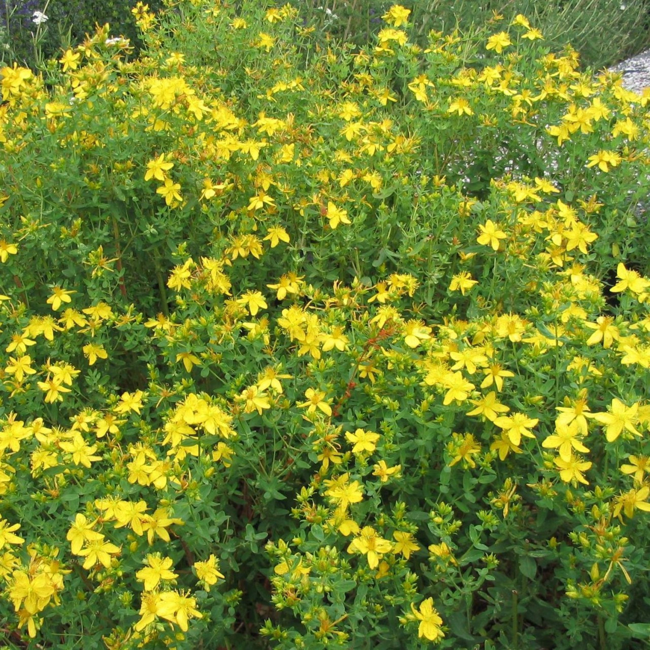 Hypericum perforatum 'St. John's Wort' Buy Herb Plants