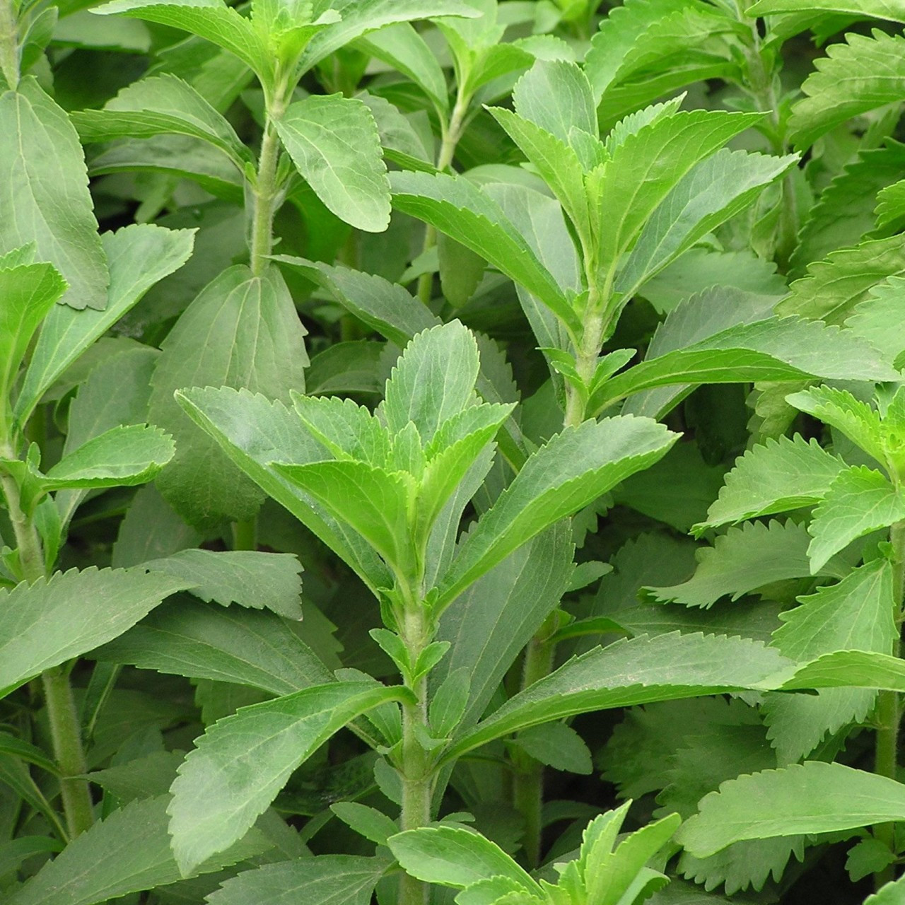 when to harvest stevia