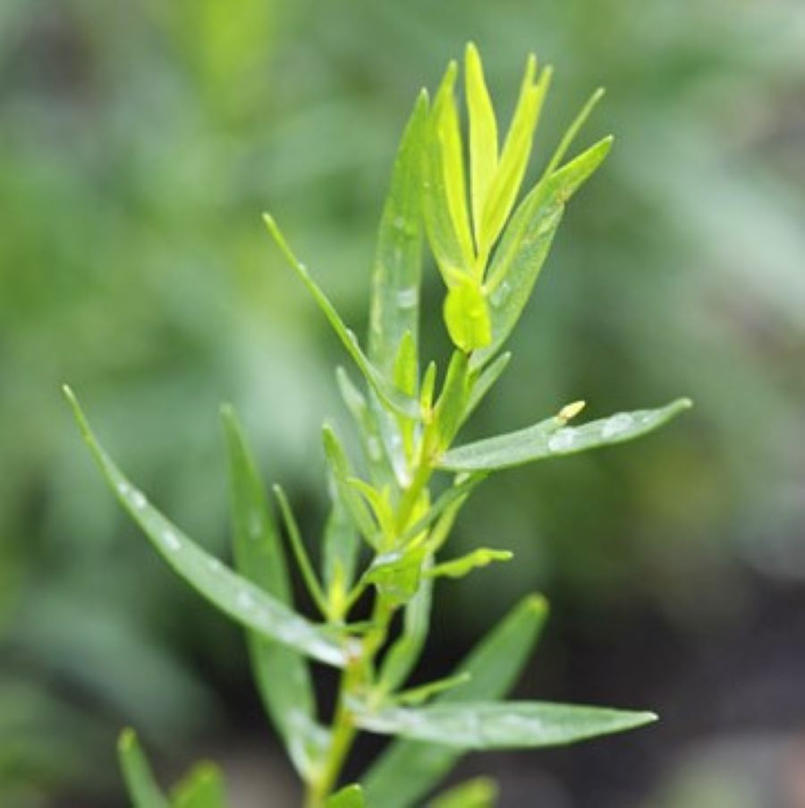 Buy French Tarragon Online | Artemisia dracunculus | Buy Herb Plants