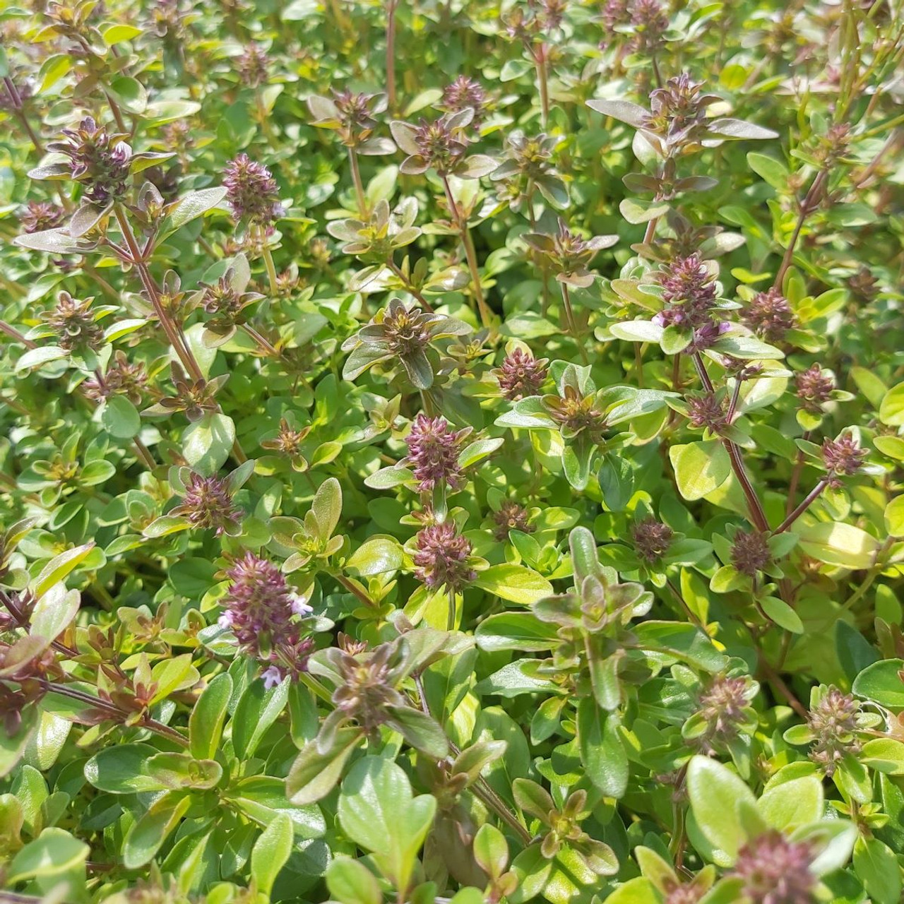 Thymus serpyllum coccineus 'Thyme Creeping Red' Buy Herb Plants