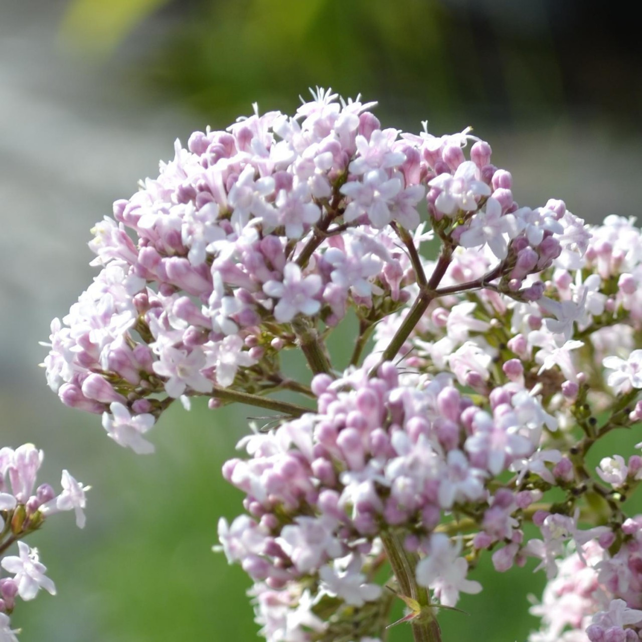 Valeriana officinalis Valerian | Buy Herb Plants