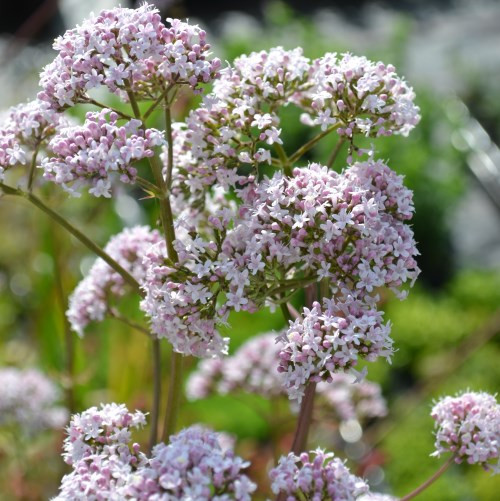 Valeriana officinalis Valerian Buy Herb Plants