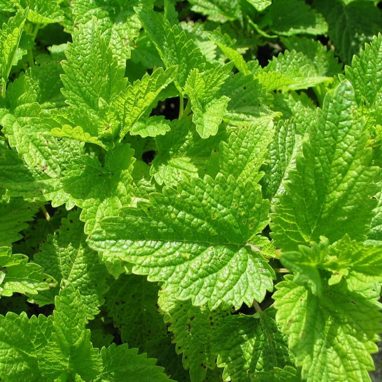 Melissa officinalis Lemon Balm Buy Herb Plants