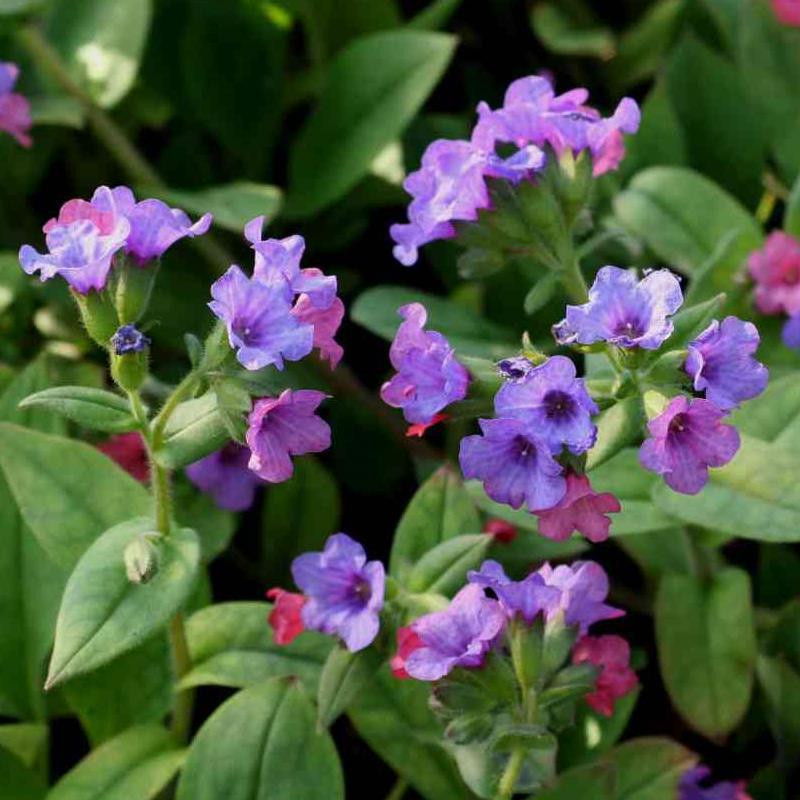 Pulmonaria 'Blue Ensign' Lungwort Buy Herb Plants