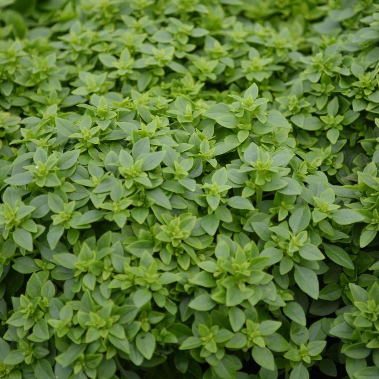 Ocimum minimum Greek Basil Herb Plant