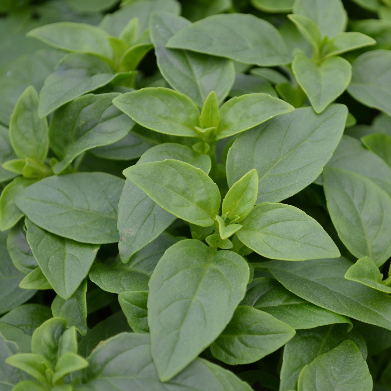 Ocimum tenuiflorum Holy Basil Herb Plant