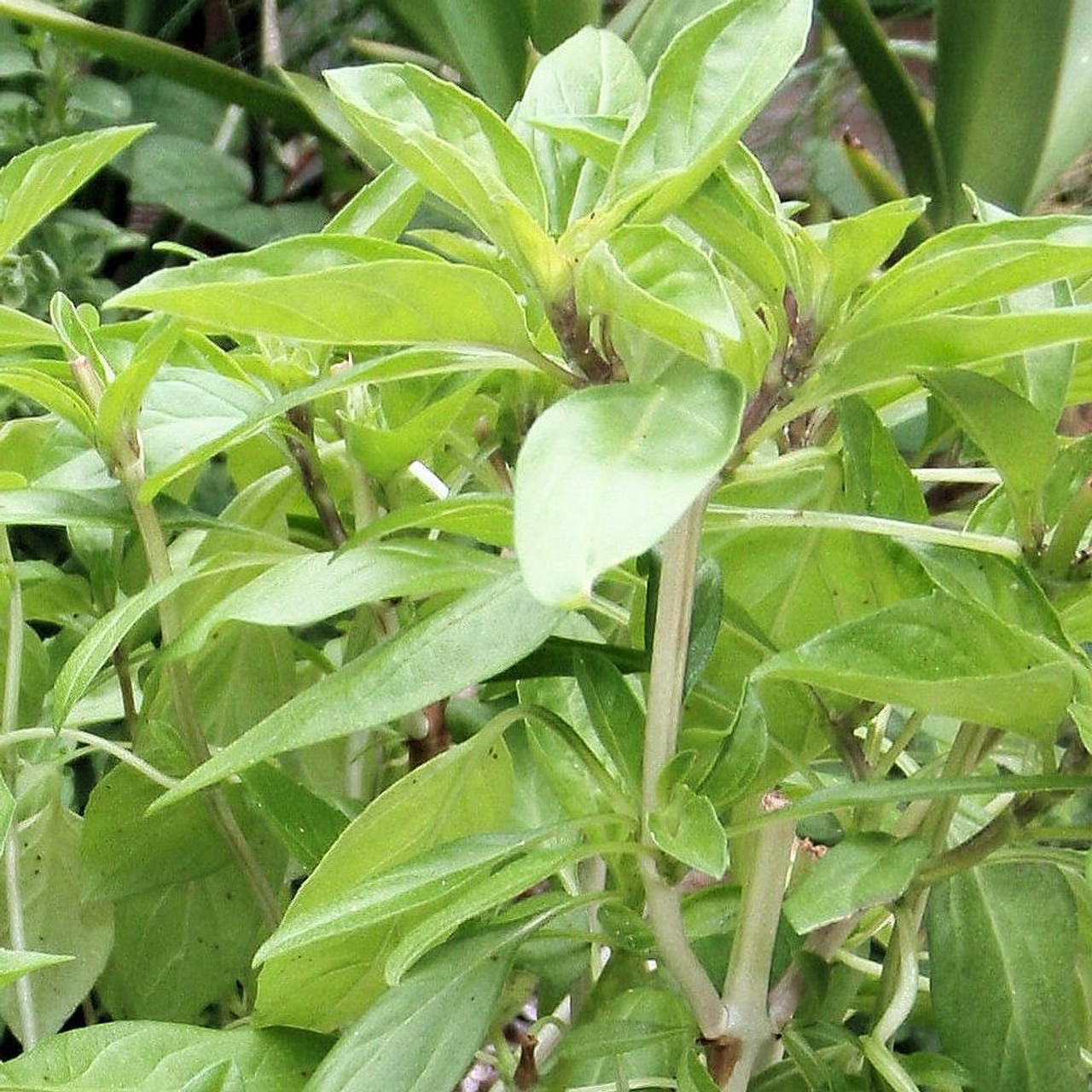 Ocimum x africanum Siam Queen Thai Basil Herb Plant