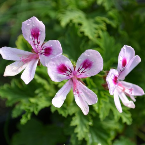 Pelargonium �Lemon Fizz� Geranium Scented Buy Herb Seeds