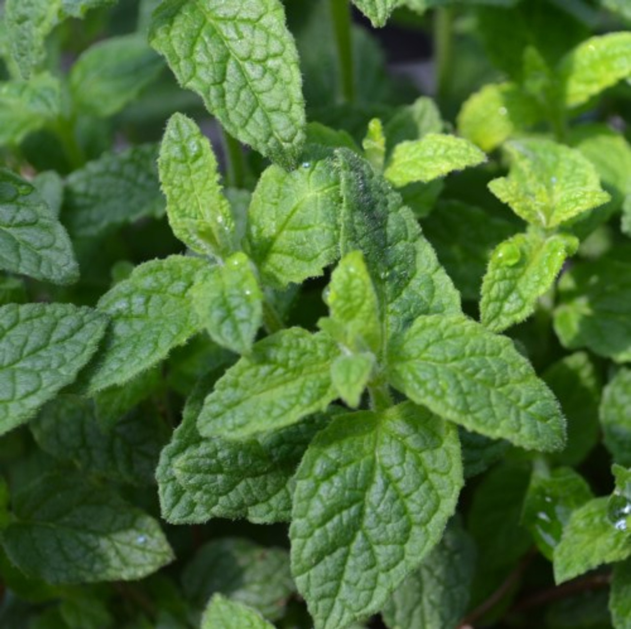 Мята виды фото. Мята Земляничная Strawberry Mint. Мята Земляничная ( Mentha species Erdbeerminze). Мята колосистая Алмира.