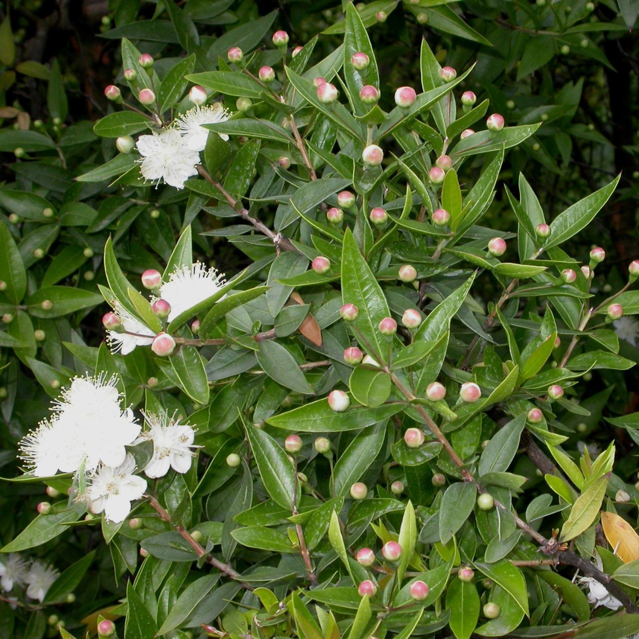 Myrtus communis Common Myrtle Herb Plant