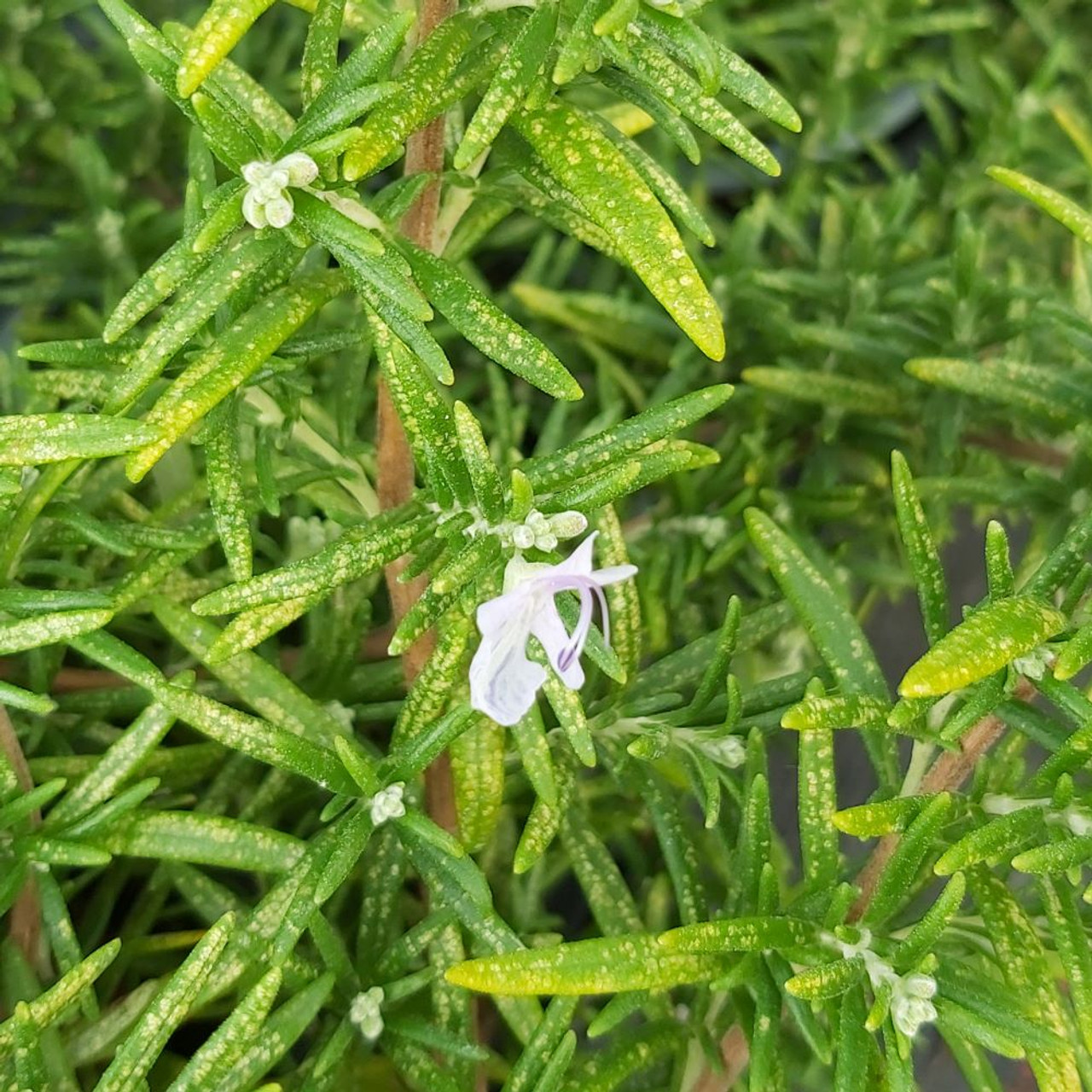 Rosmarinus officinalis 'Haifa' Rosemary 'Haifa