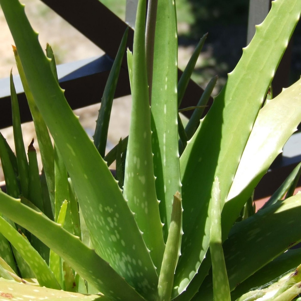 Aloe Vera Buy Herb Plants 6501