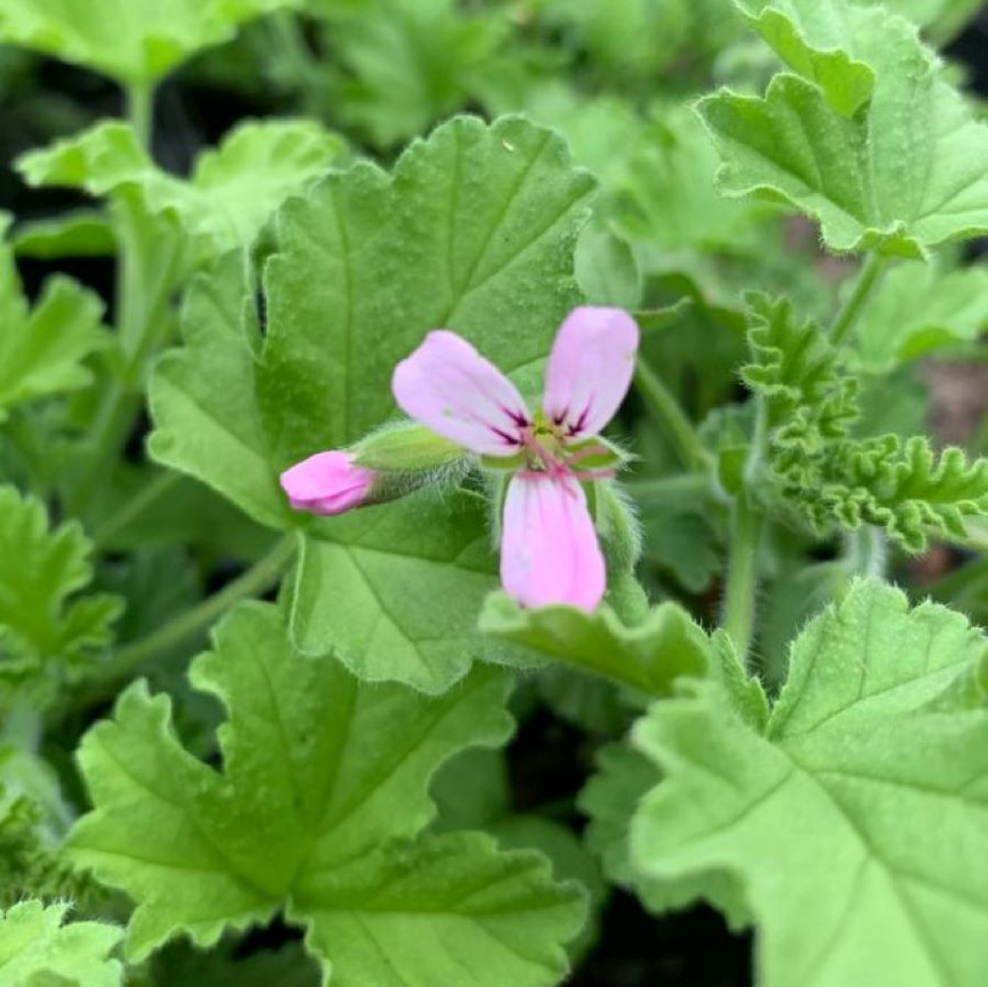 Pelargonium 'Attar of Roses' Geranium Attar of Roses (1ltr Pot)