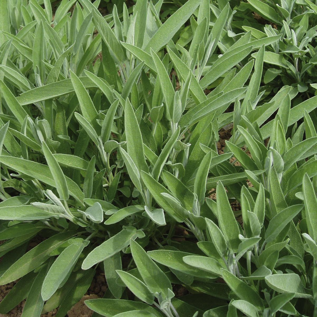 Salvia lavandulifolia 'Sage Narrowleaved' Buy Herb Plants
