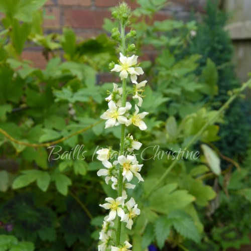Agrimonia eupatoria 'Agrimony White Flower' Buy Herb Plants