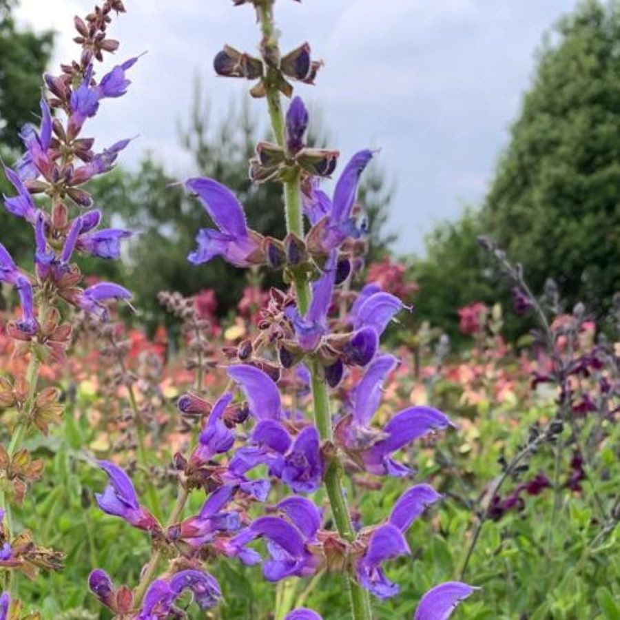 Salvia �transylvanica� Sage Vampire Buy Herb Plants