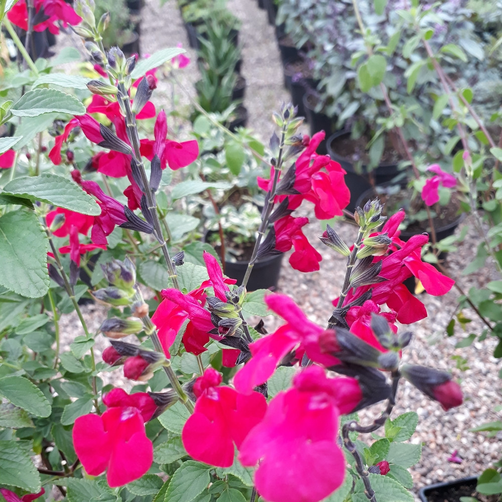 Salvia 'Jackson's Cassis' Sage Buy Herb Plants