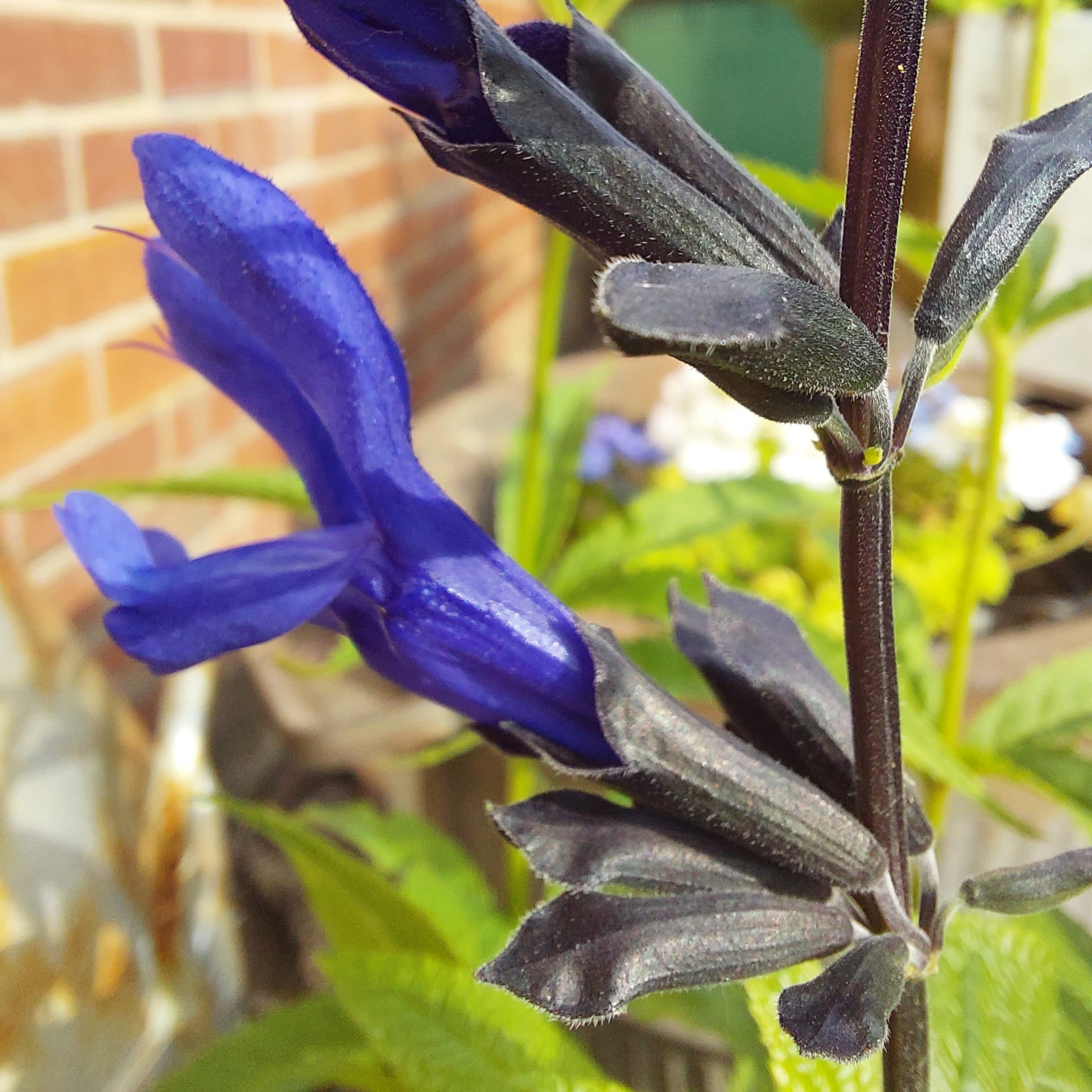 Salvia guaranitica 'Black and Blue', Sage 'Black and Blue' | Buy Herb