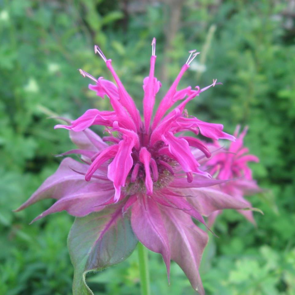 Monarda 'Croftway Pink' Bergamot Buy Herb Plants