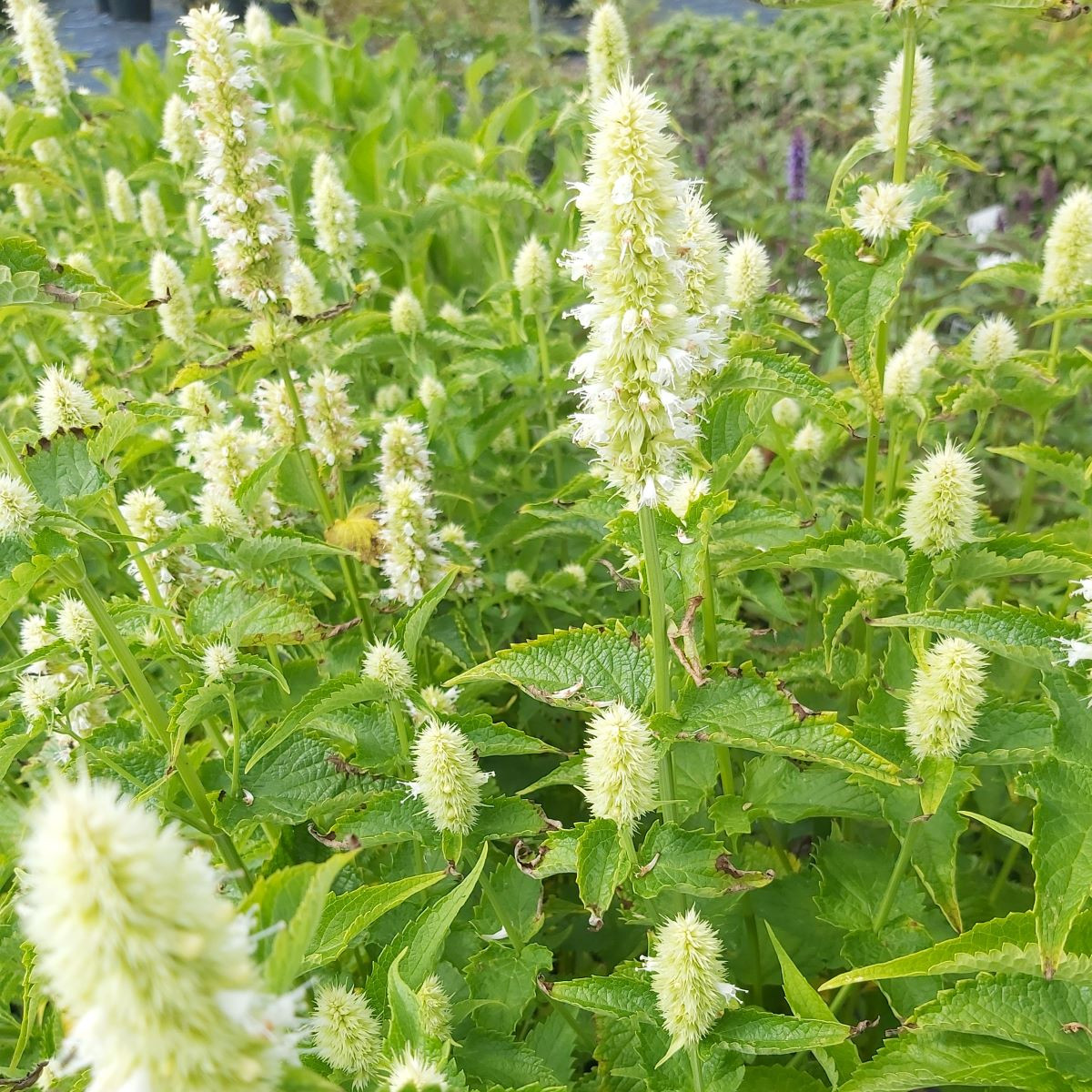 Korean Mint White Buy Herb Plants