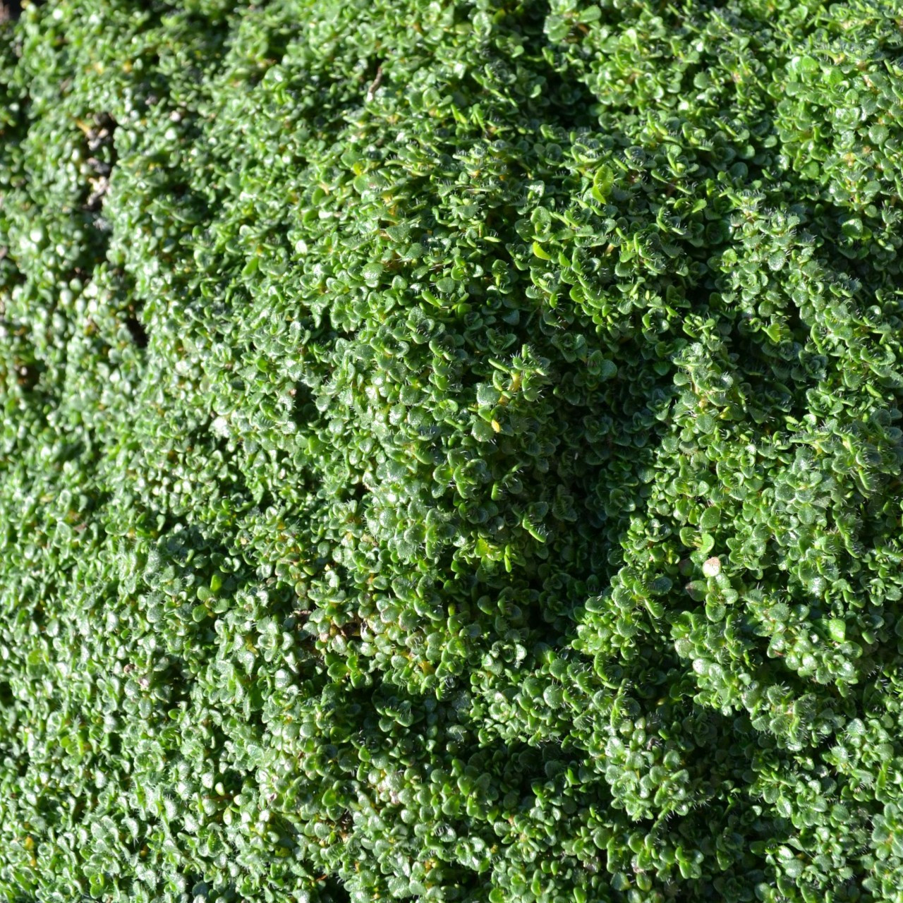 Thymus serpyllum 'Minor' Thyme Minimis Buy Herb Plants